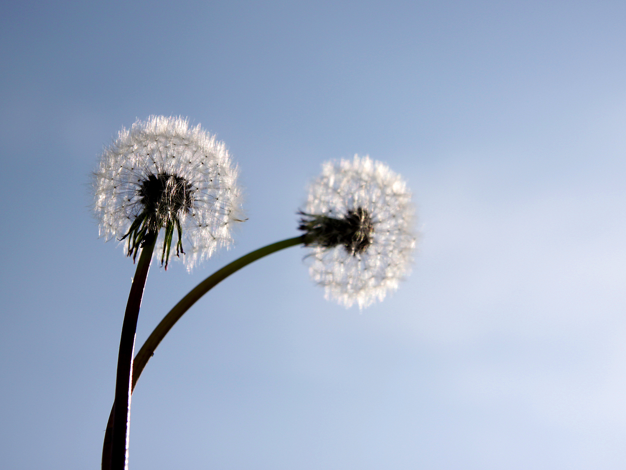 [植物] 蒲公英延续了我的梦想