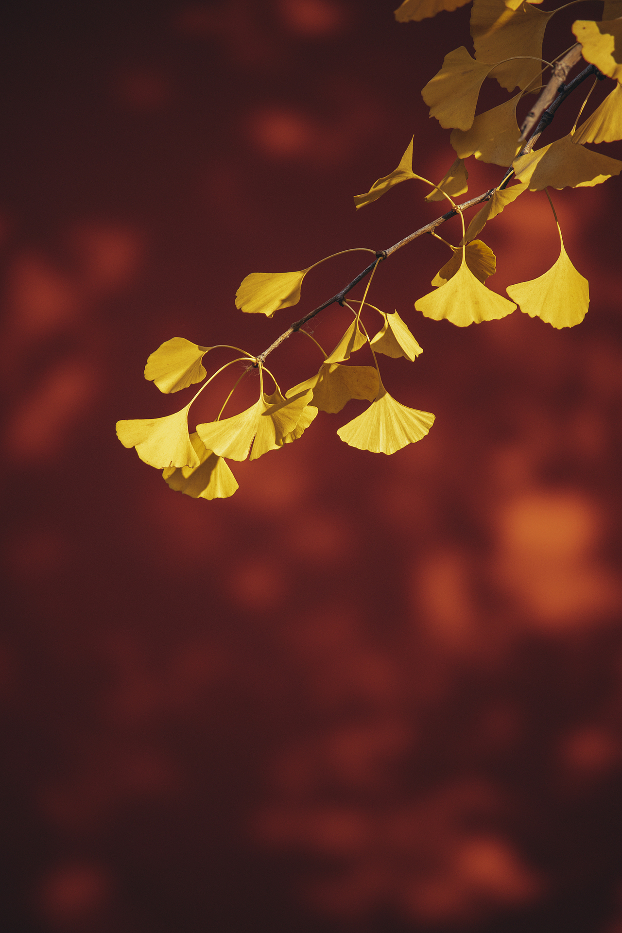 秋天北京故宮銀杏樹（圖ZMzI2OTY1MzA0） - 環(huán)境/建筑攝影 - 站酷設計師攝影師杜凱原創(chuàng)素材 - 站酷ZCOOL