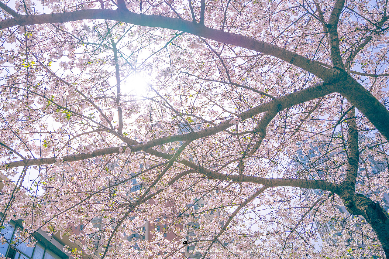 半城樱雨,落人间~