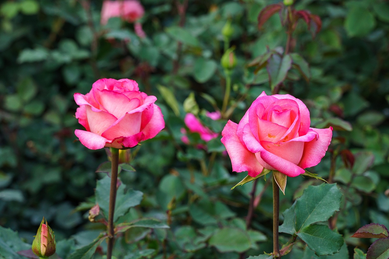 深圳香蜜湖公园月季花开 三月