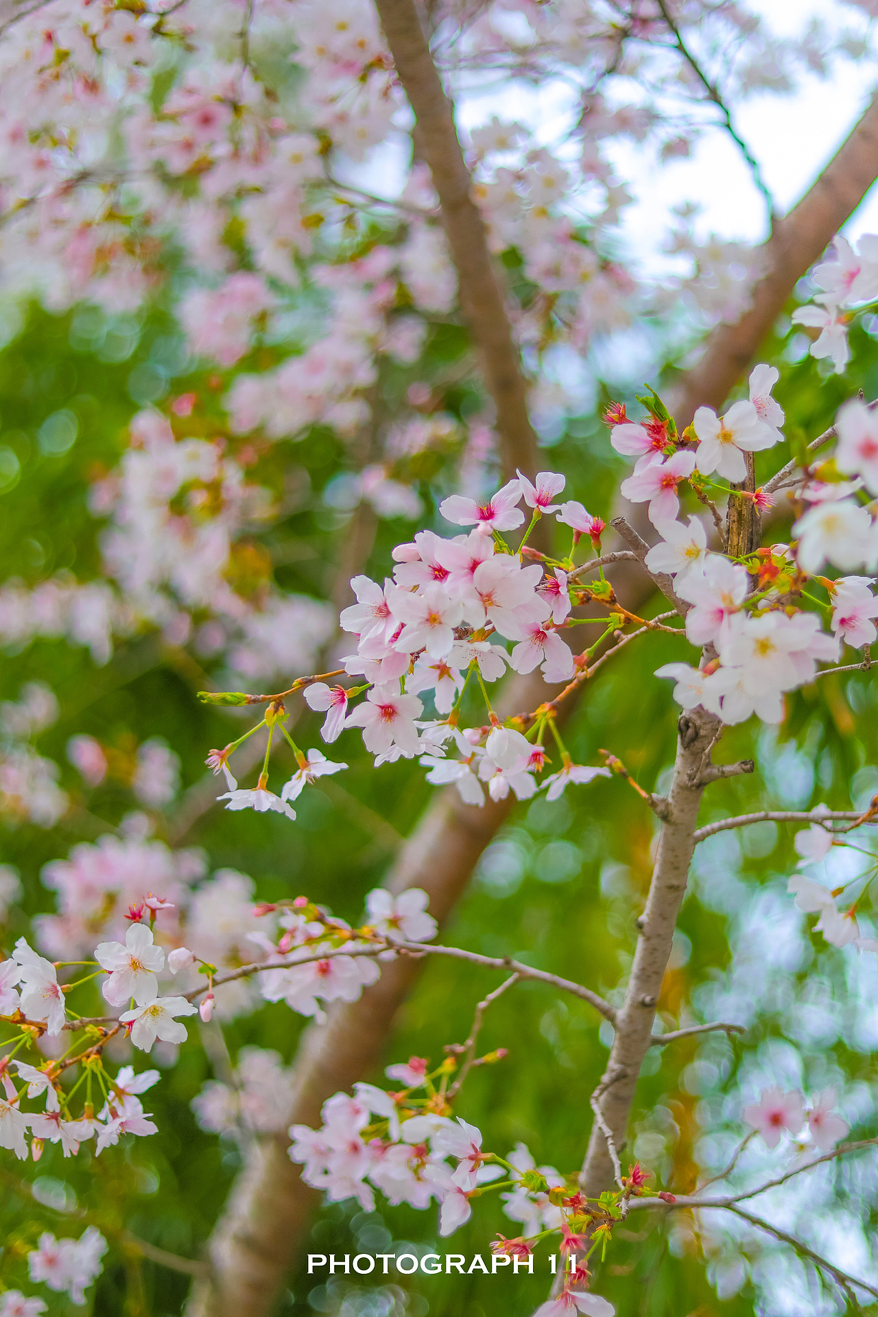 樱花的季节（图ZMzM1OTQ4NTky） - 风光摄影 - 站酷设计师11ELEVEN原创素材 - 站酷ZCOOL