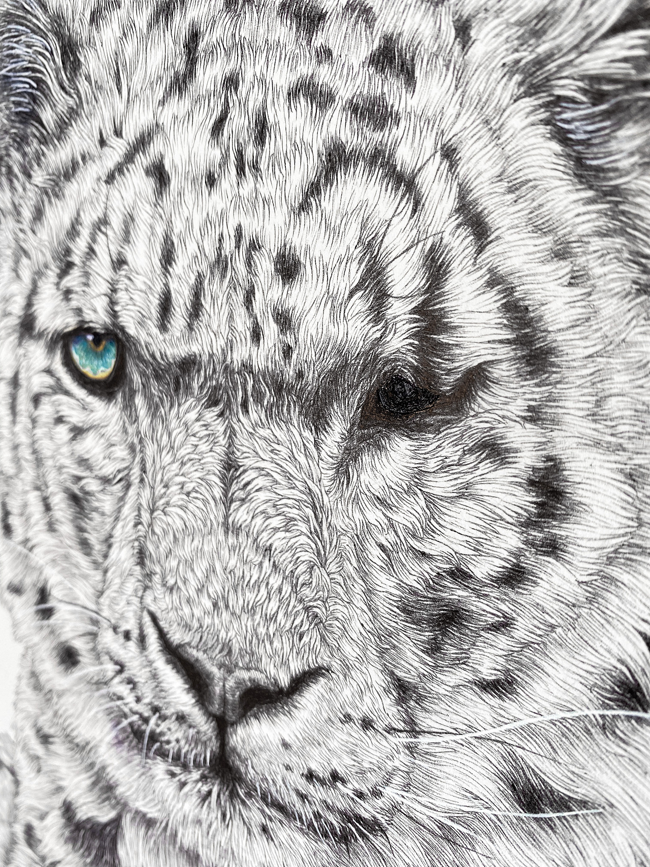 《雪豹》（图ZMzQwOTM2NzYw） - 艺术插画 - 站酷设计师皓joker原创素材 - 站酷ZCOOL