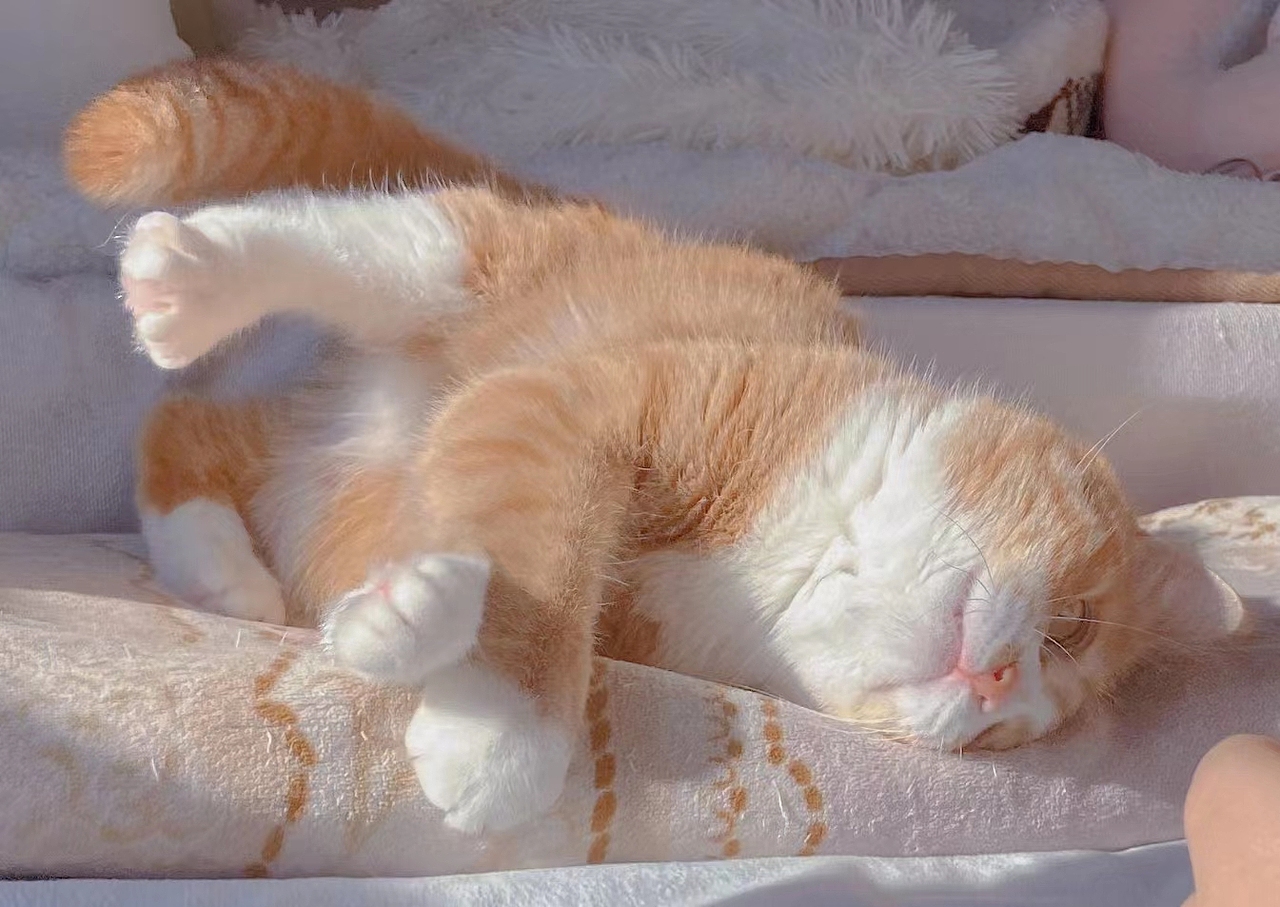 她的陪伴（图ZMzExNzQ3NDU2） - 宠物摄影 - 站酷设计师小眼艺术原创素材 - 站酷ZCOOL