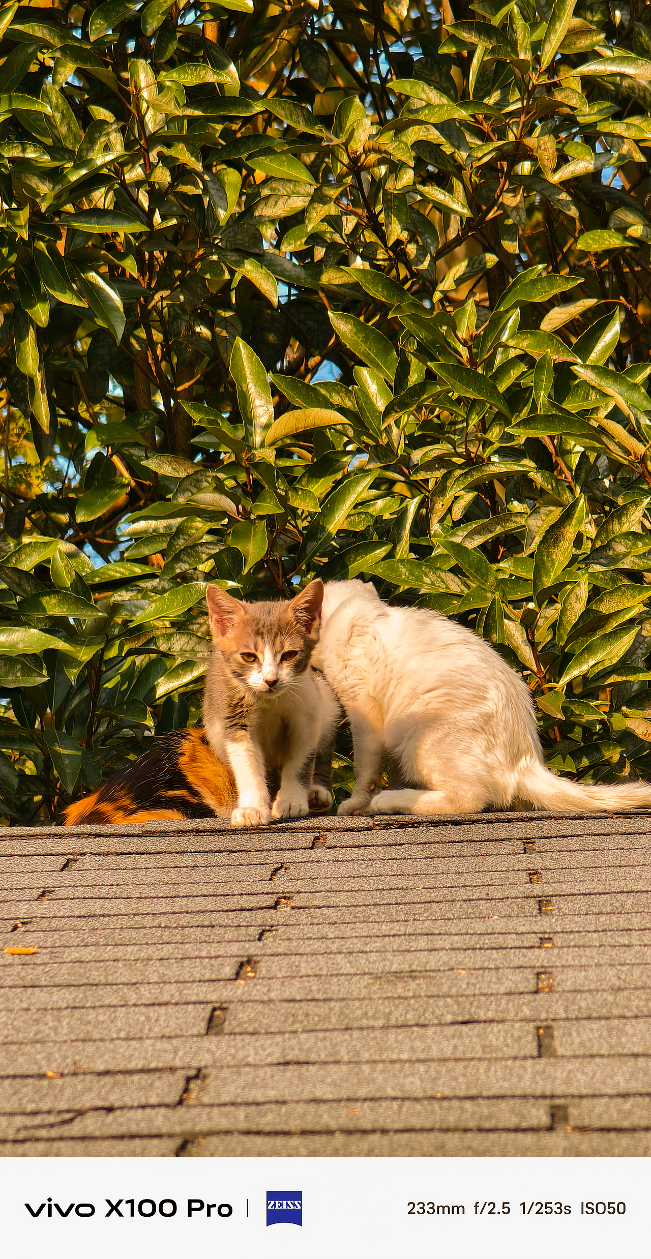 VIVOX100Pro悬日样片合作拍摄