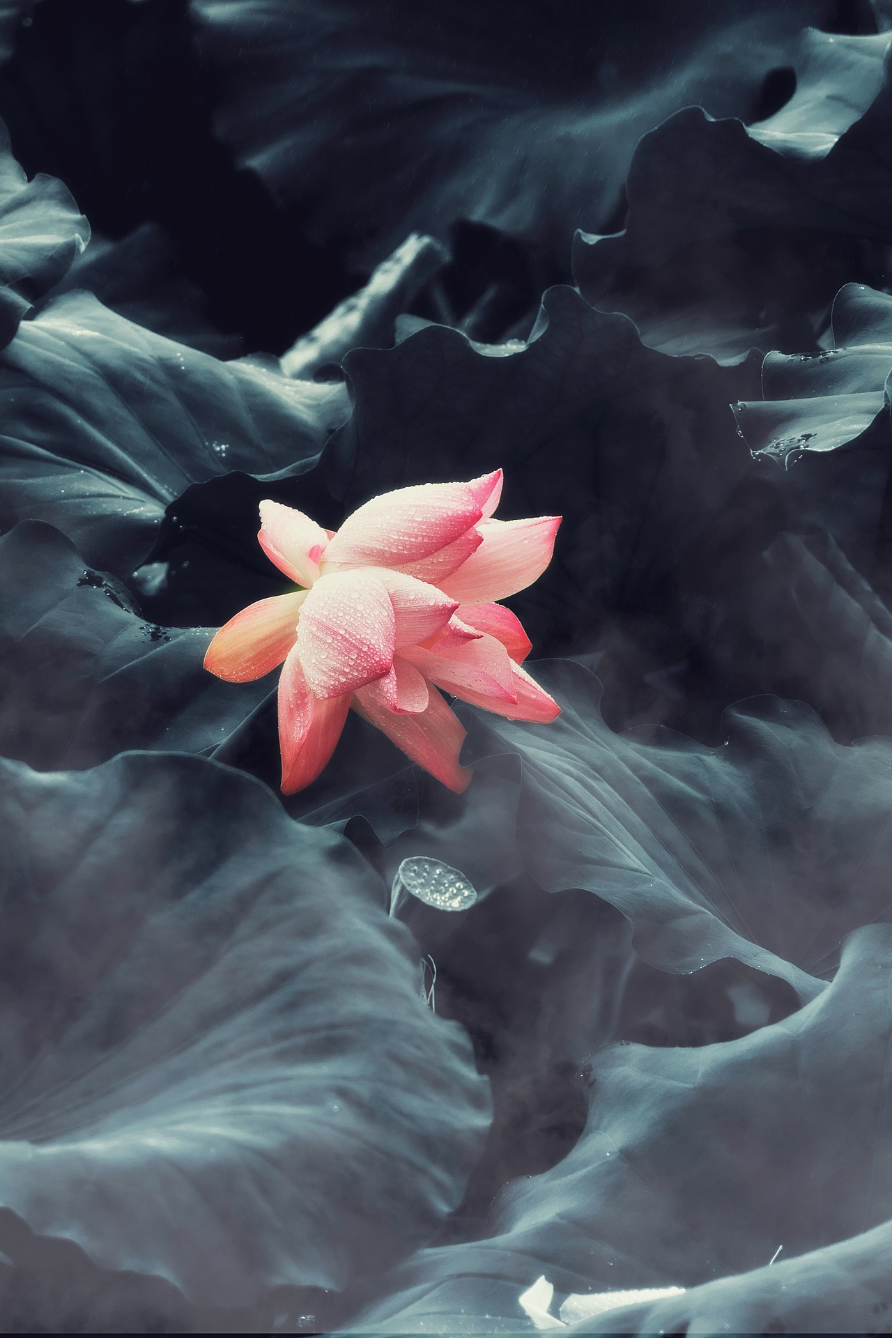 2023年夏天第二次拍的荷花（图ZMzQ0ODQwNzg0） - 其他摄影 - 站酷设计师香草秋刀鱼原创素材 - 站酷ZCOOL