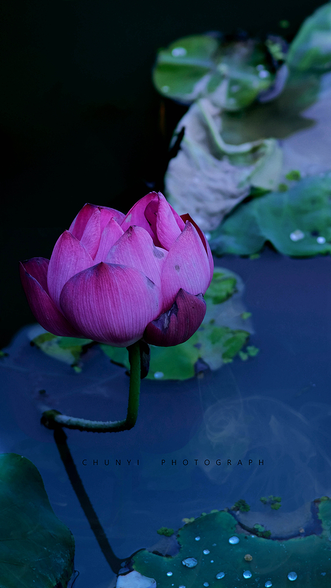 【2008-2019十年拍荷精选99幅 / 荷有四季，常乐我净】（图ZMjk4MzU1ODM2） - 时尚/艺术摄影 - 站酷设计师Chunyi纯一原创素材 - 站酷ZCOOL