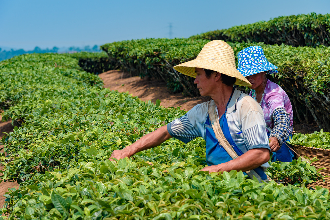 2019云南西双版纳茶之旅