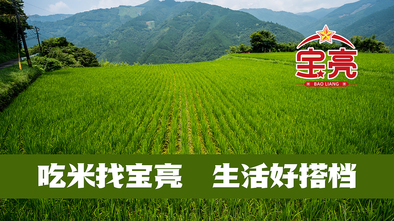 宝亮大米品牌全案x一棵树|大米包装设计|IP设计