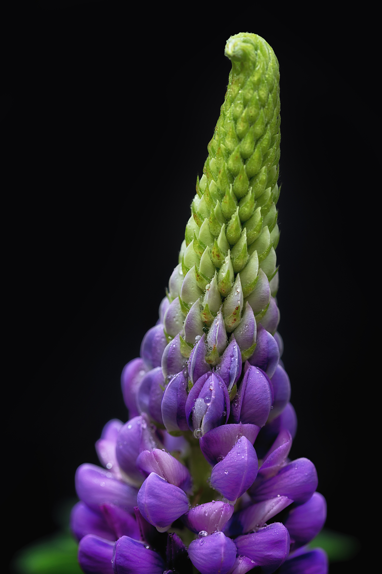 百花争艳（图ZMzE4NzM3NTg0） - 其他摄影 - 站酷设计师乌卡卡的视觉空间原创素材 - 站酷ZCOOL