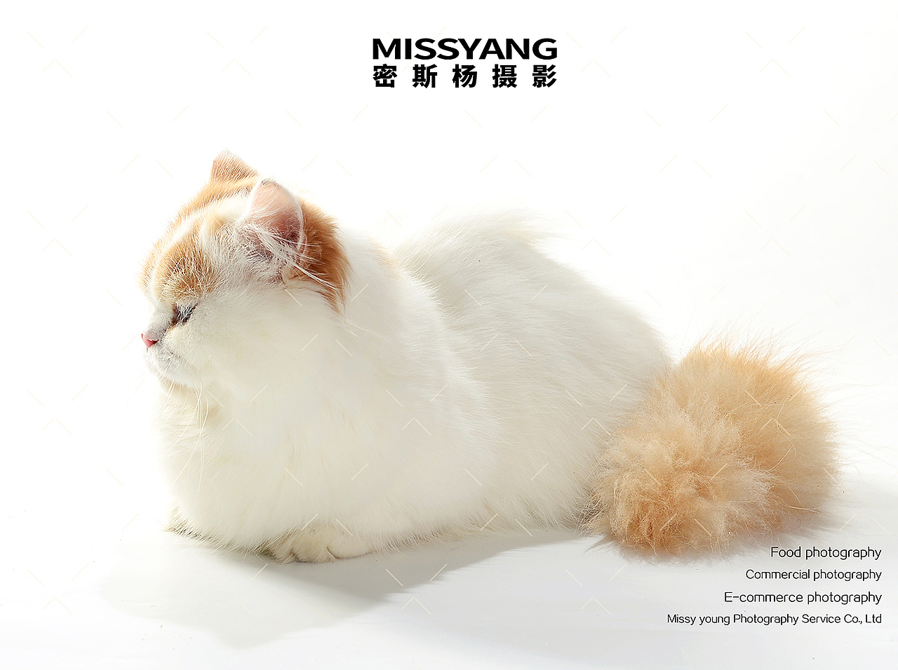 宠物食品冻干猫粮|美食摄影|电商产品拍摄×郑州密斯杨