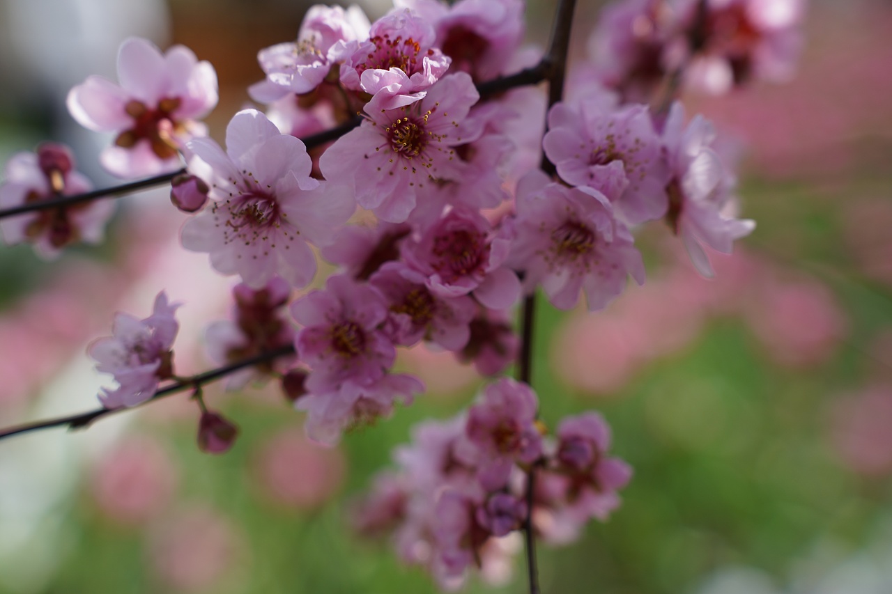 南京中山植物园（图ZMzMzNzExNzEy） - 风光摄影 - 站酷设计师黑巧ines原创素材 - 站酷ZCOOL