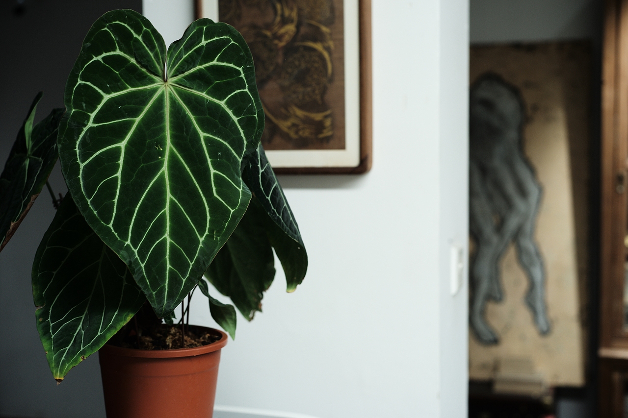 设计师的虫虫工作室(爬宠、昆虫)