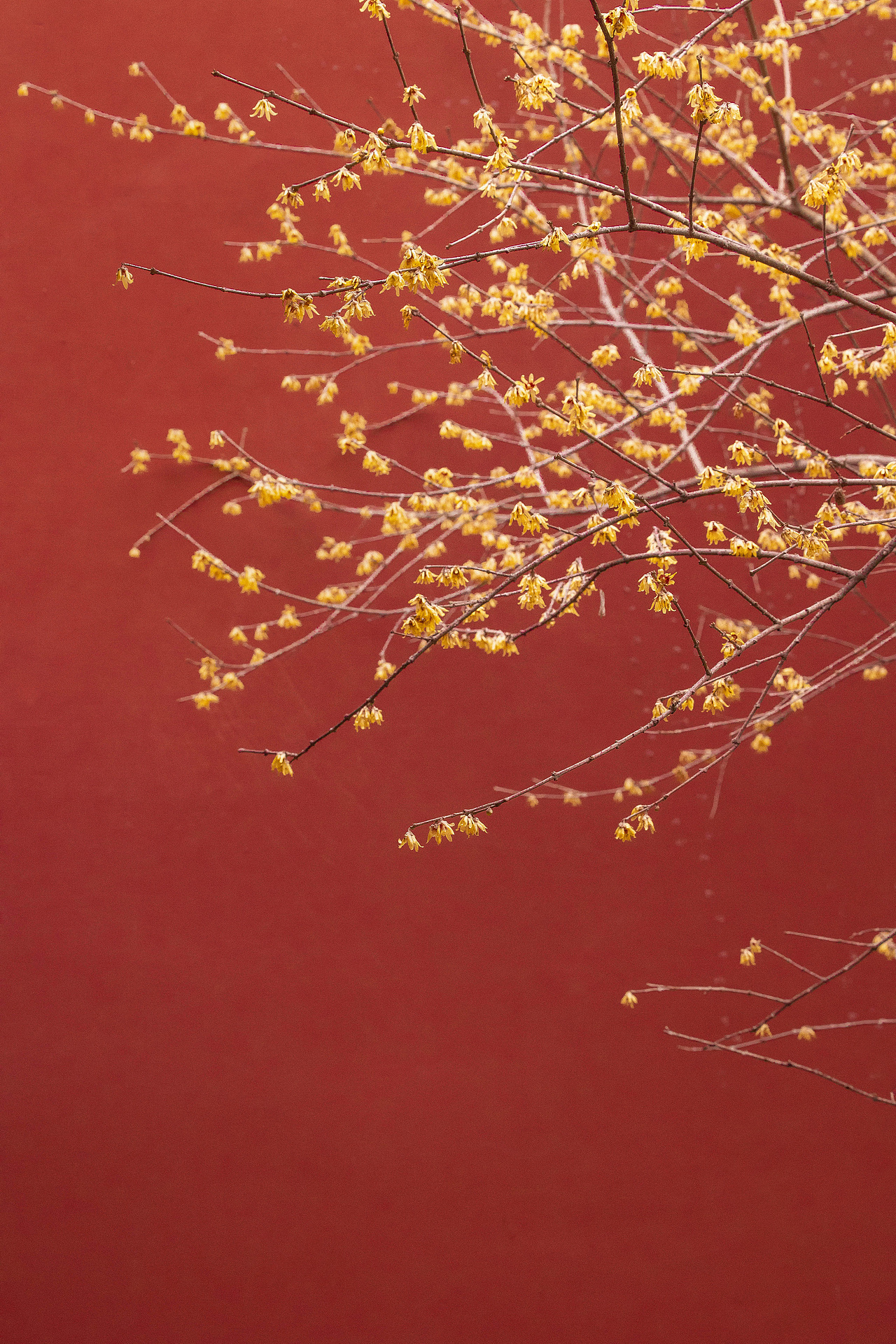 梅花香自苦寒来（图ZMzM3MDA5Mzg0） - 其他摄影 - 站酷设计师今寻本寻Kairos原创素材 - 站酷ZCOOL