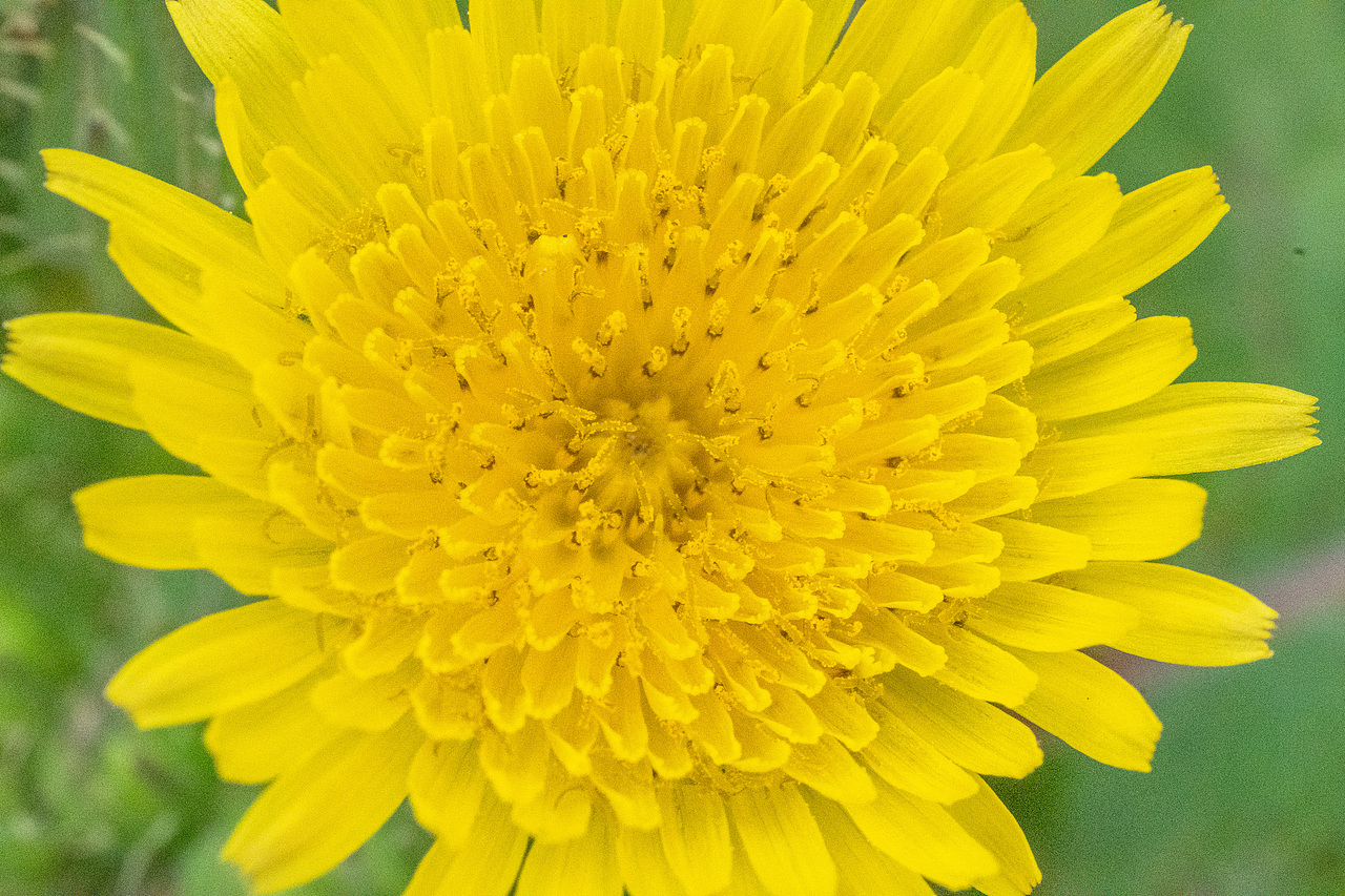 赏花怡情 春日绘梦