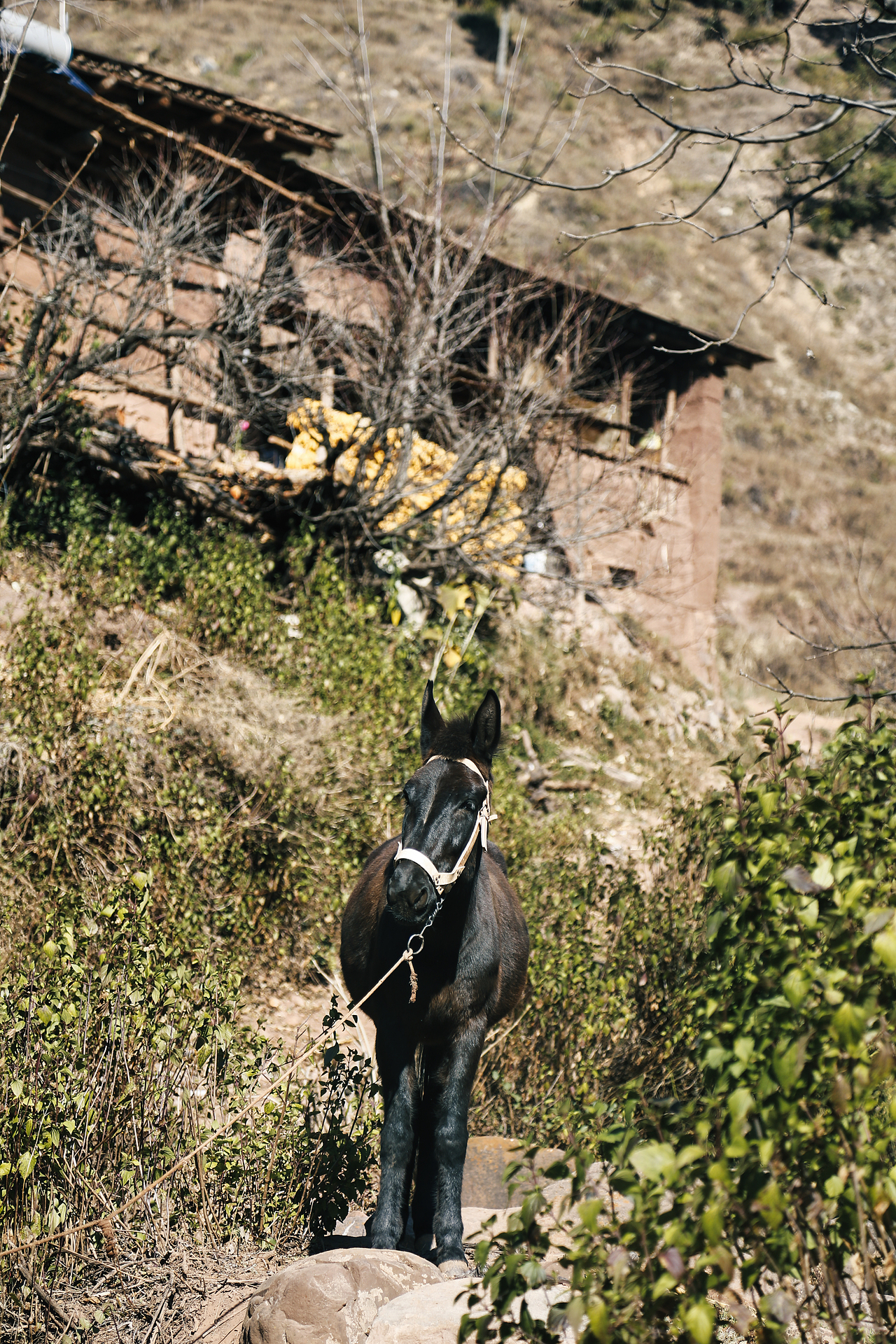 2017年春节回家村子里面（图ZMzU2OTc0MDMy） - 人文/纪实摄影 - 站酷设计师焦虑到掉头发原创素材 - 站酷ZCOOL