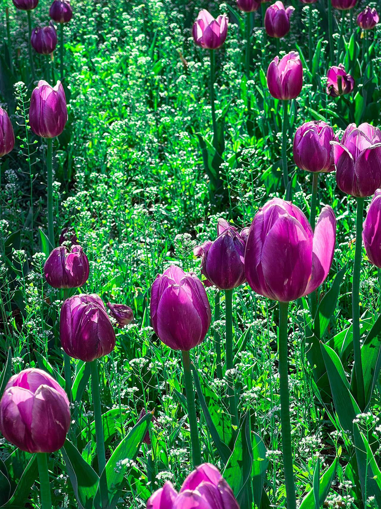 長春公園郁金香（圖ZMzAyNjA1MDQ4） - 風(fēng)光攝影 - 站酷設(shè)計師Jason杰森OK原創(chuàng)素材 - 站酷ZCOOL