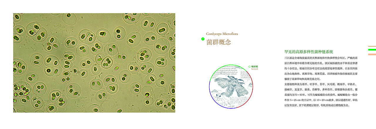 冬虫夏草产品手册排版