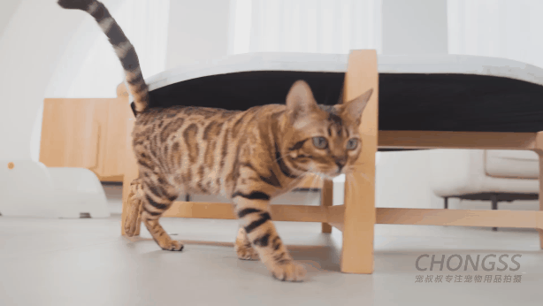 宠物产品摄影|宠叔叔 X 猫砂盆