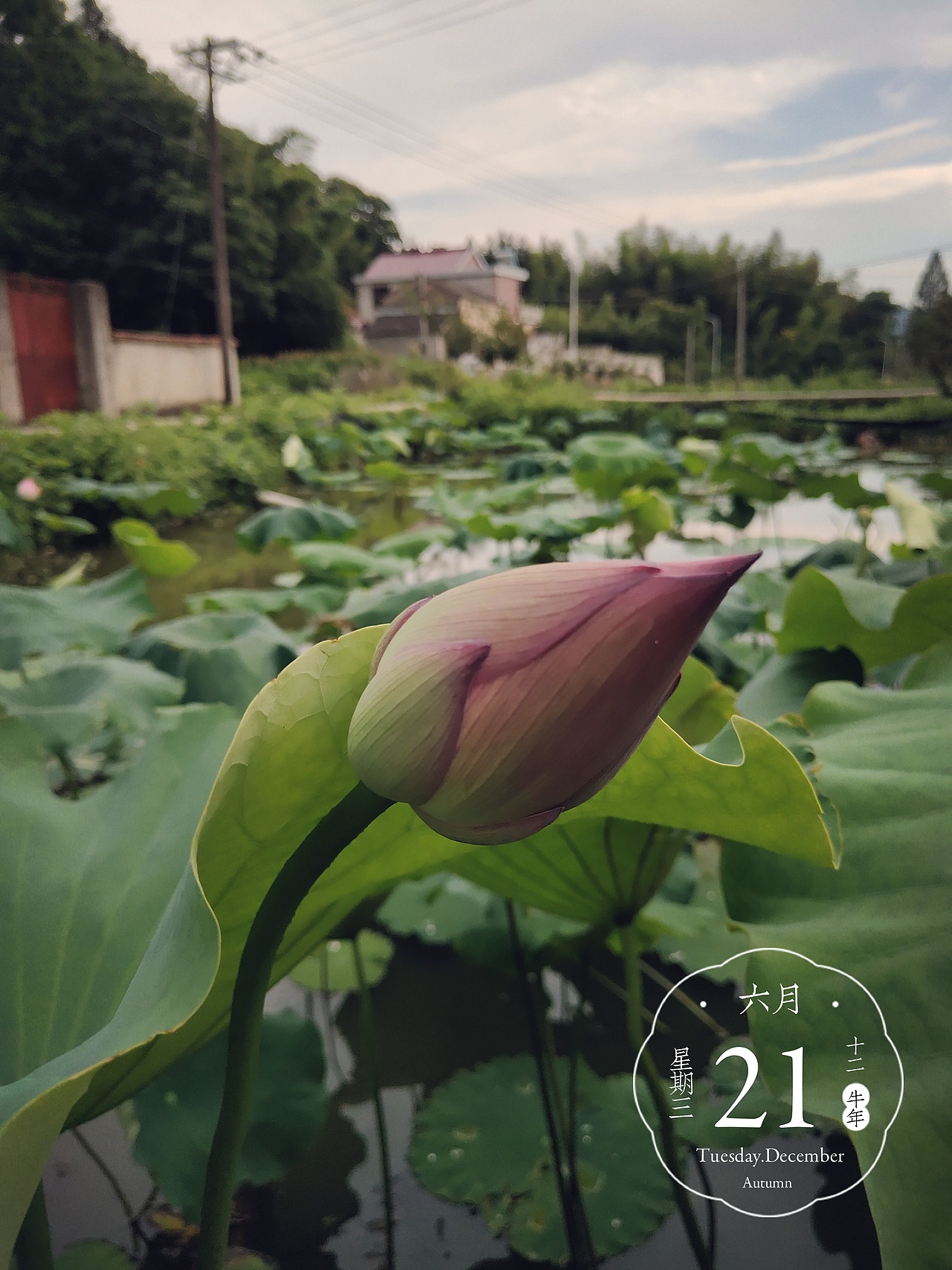 随拍（图ZMzIwOTA2MDA4） - 风光摄影 - 站酷设计师小芒果逗原创素材 - 站酷ZCOOL