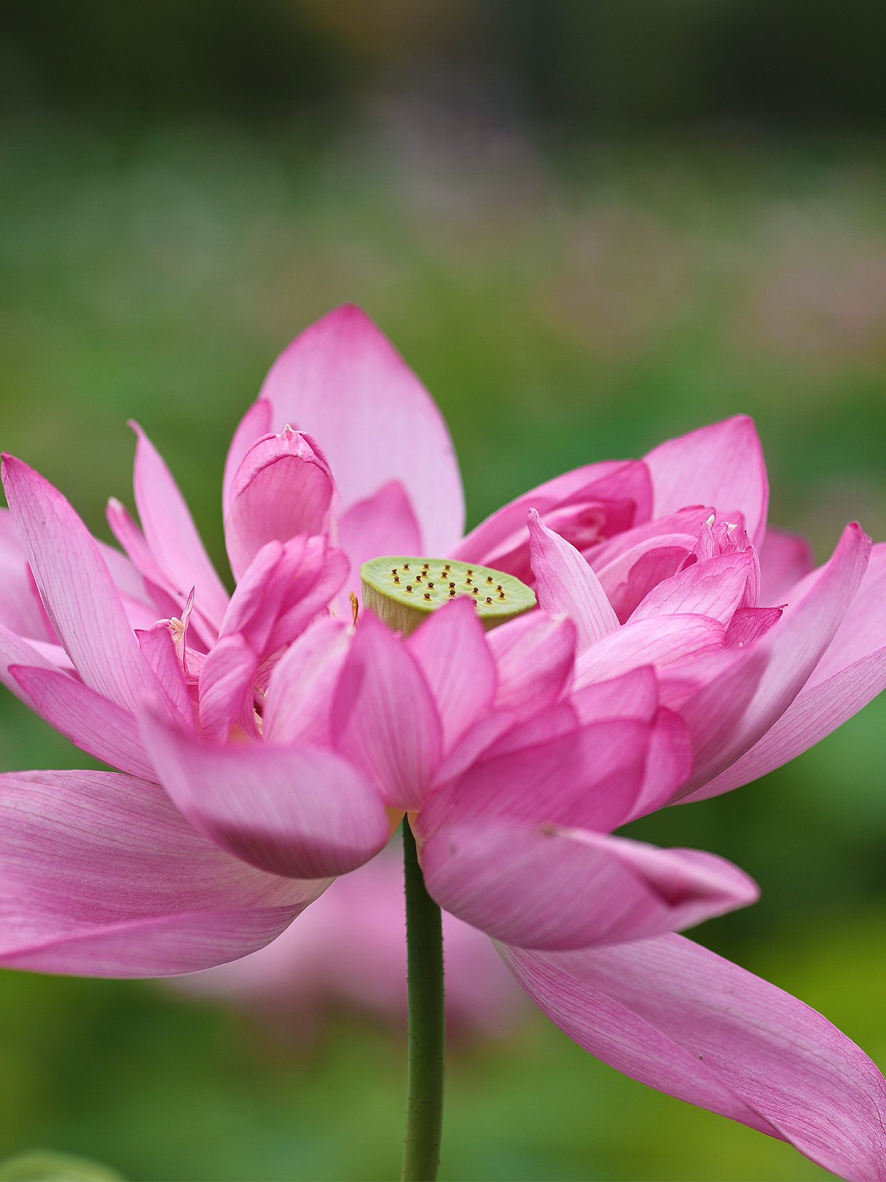 [游玩] 夏日觉醒：新津千亩荷塘