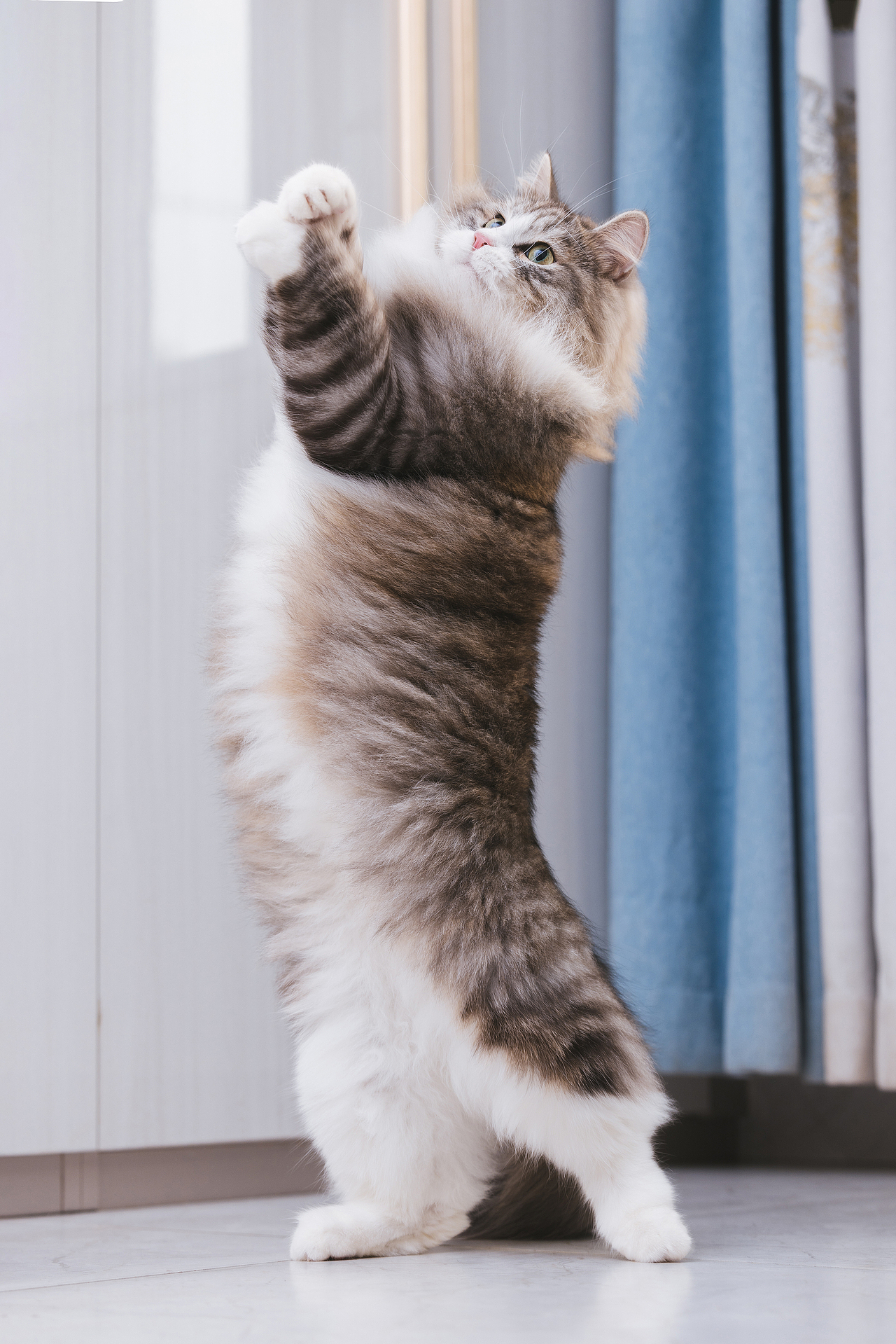 猫的私房 第六季