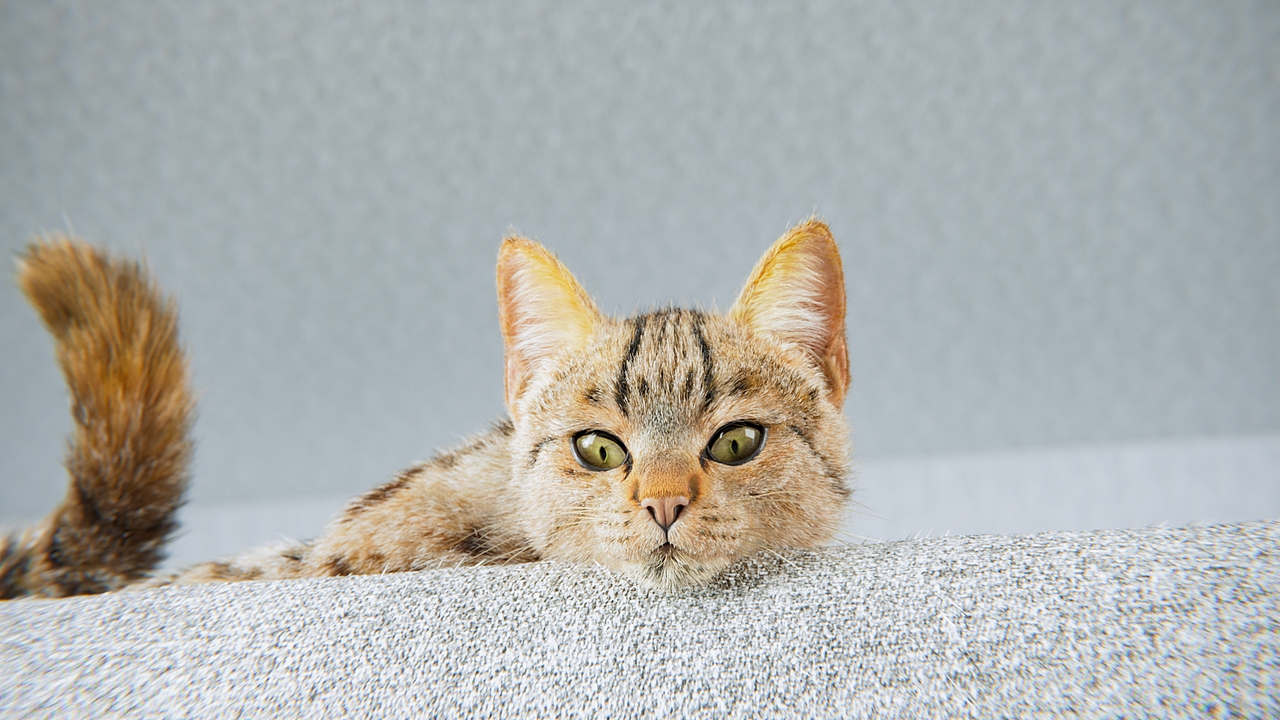 2022年猫王年度总结-共48组作品约400张图给自己的答卷（图ZMzI3Njk3NjU2） - 机械/交通 - 站酷设计师猫王阿祖原创素材 - 站酷ZCOOL