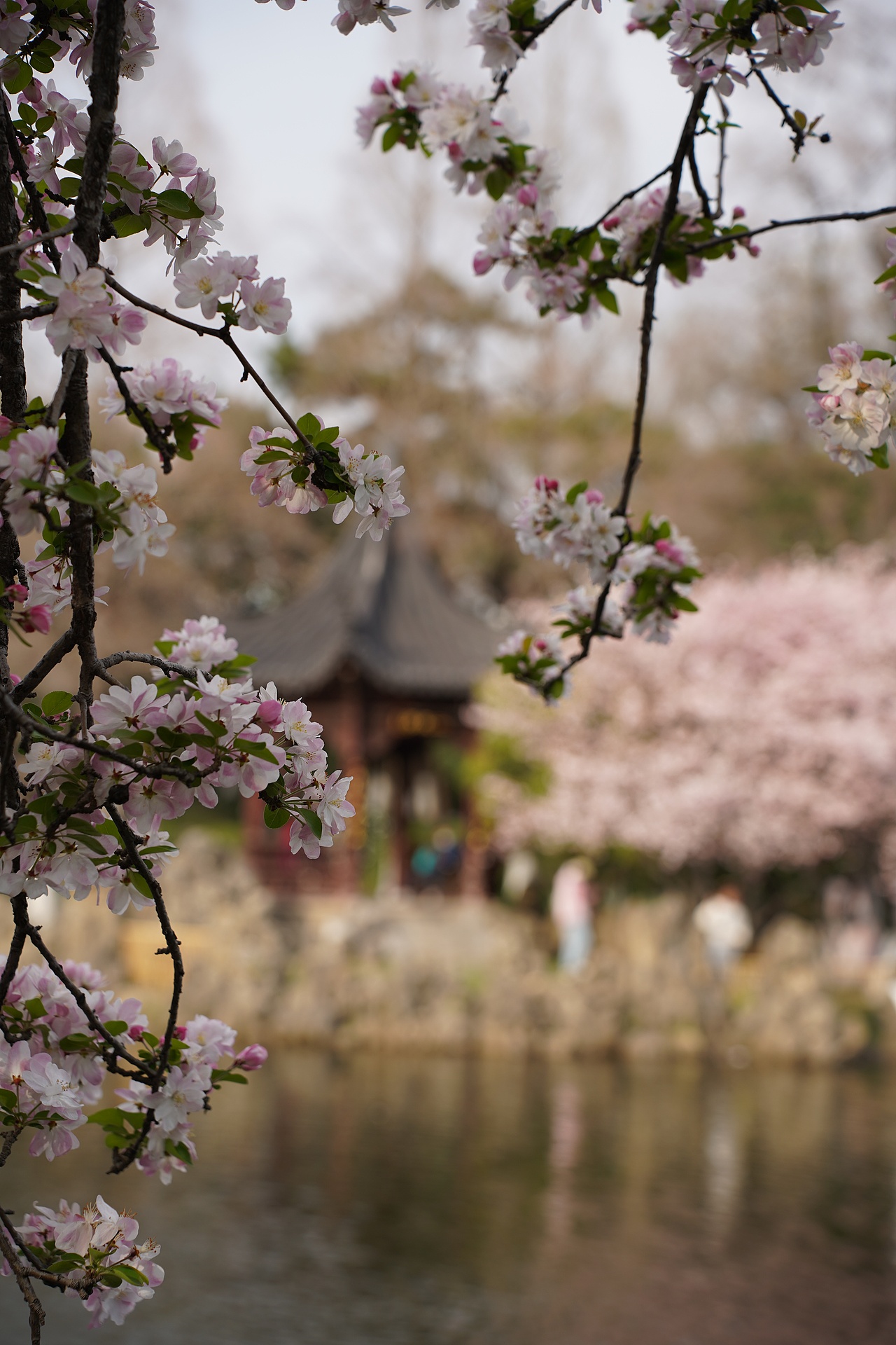 南京莫愁湖公园