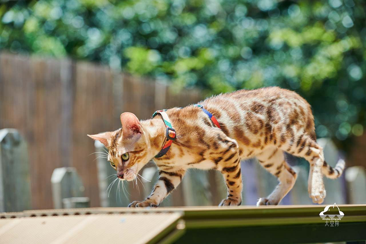 太空狗宠物摄影 孟加拉豹猫 田园猫