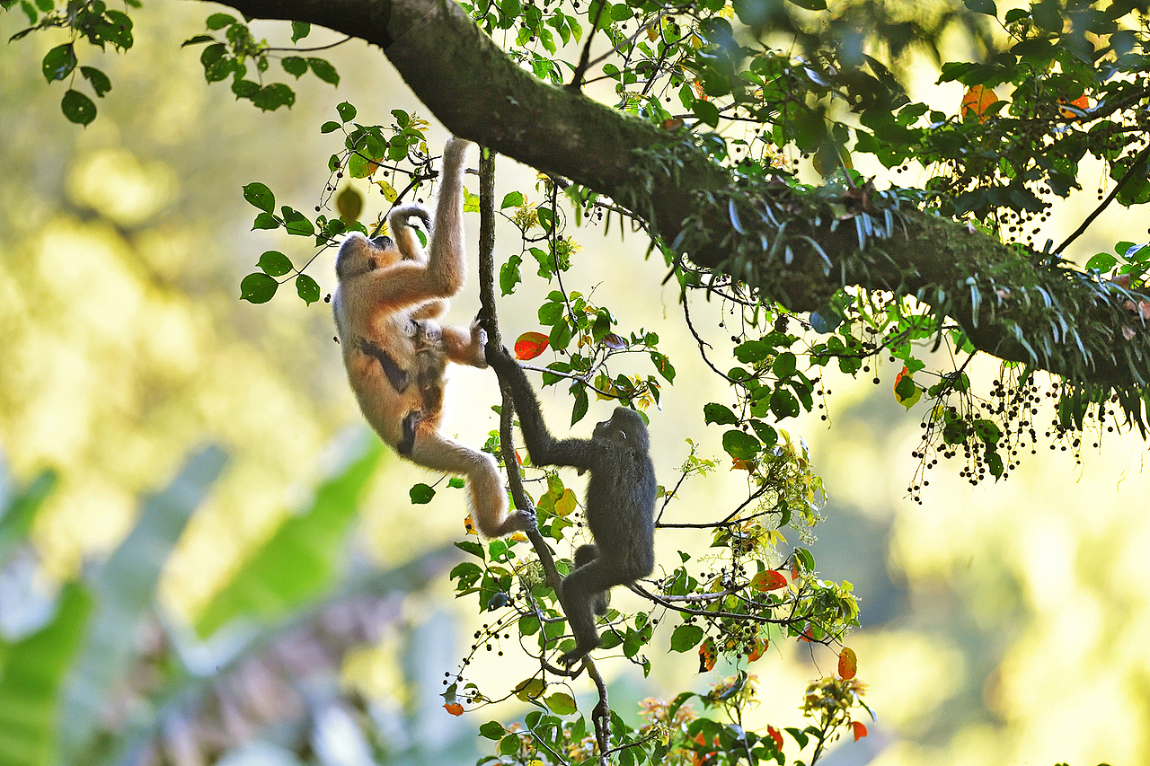 cwivc影像年赛#唐万玲-雨林珍族(海南长臂猿)