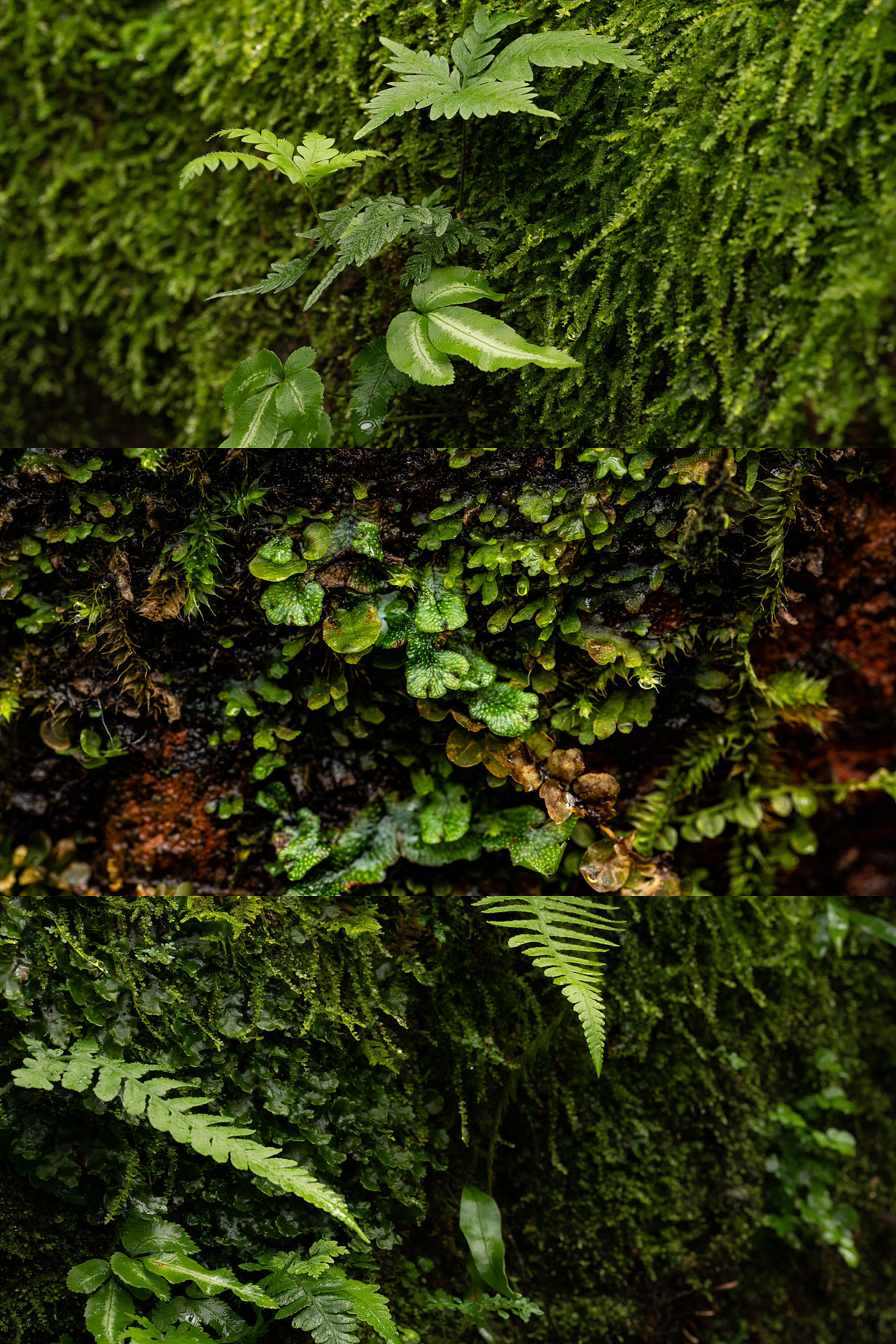 雨中植物微距（图ZMzcwMTM0MDgw） - 其他摄影 - 站酷设计师野雨EchoA原创素材 - 站酷ZCOOL