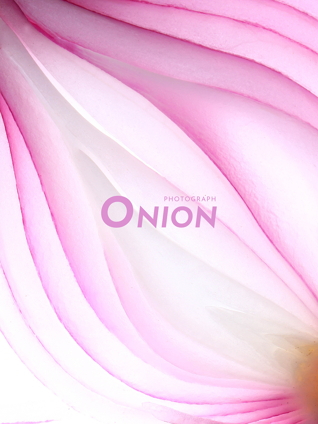 创意摄影|洋葱梦游仙境