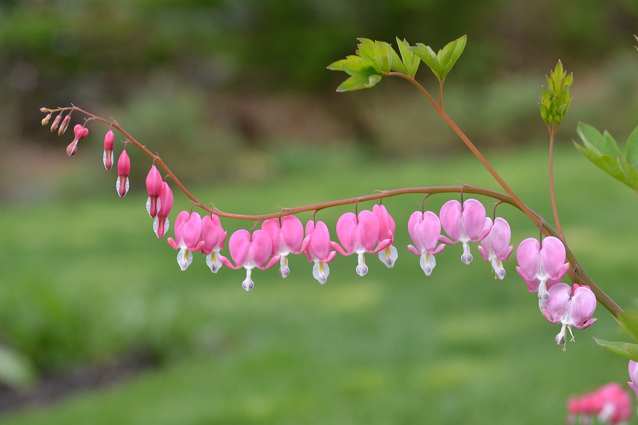 bleeding heart (荷包牡丹)