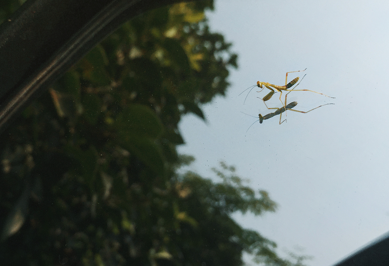 手机摄影些些【1】