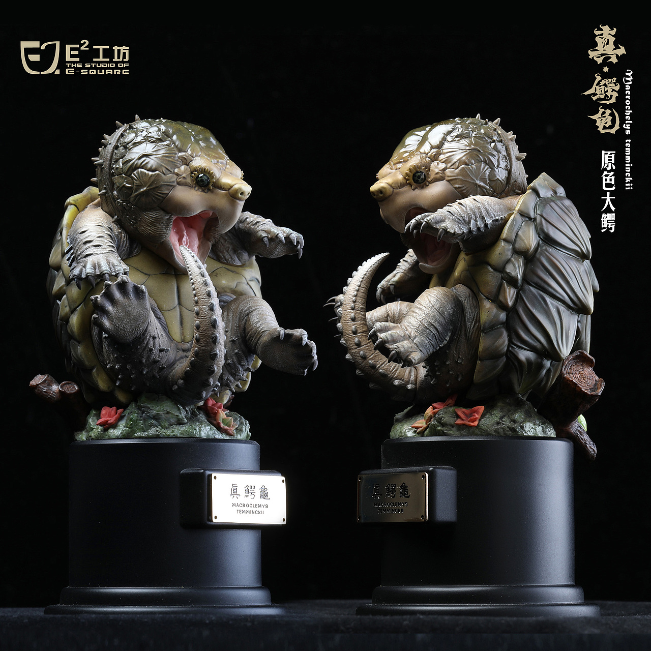 2023鳄龟系列--真鳄龟