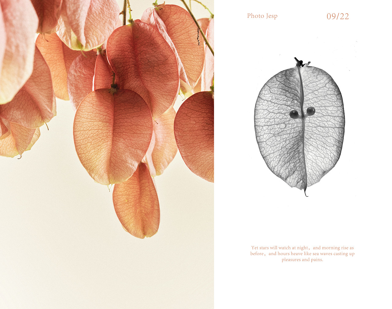 摇曳栾树（图ZMzE3Mzk0OTA0） - 美食摄影 - 站酷设计师jessipan原创素材 - 站酷ZCOOL