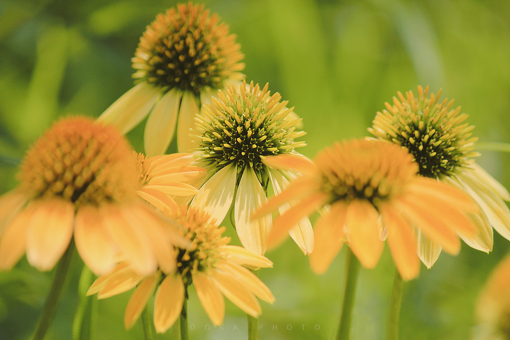 花隙间安暖着美好记忆（图ZMzI2MzQ4MDIw） - 其他摄影 - 站酷设计师朵拉影像原创素材 - 站酷ZCOOL