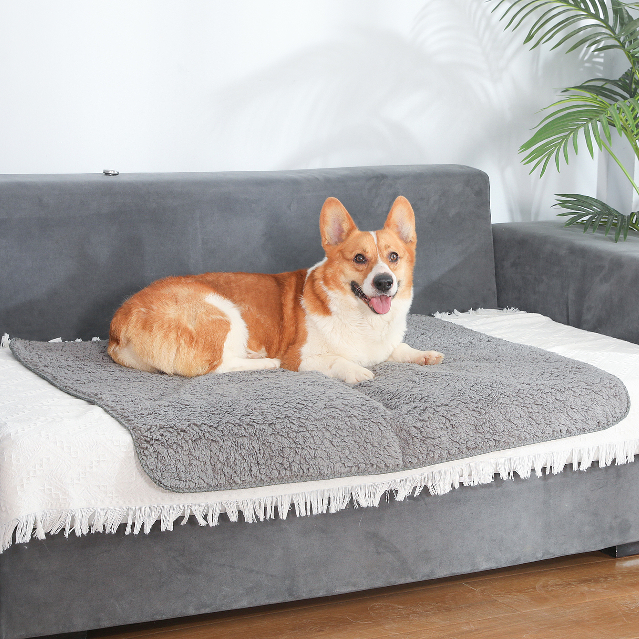 宠物泳衣拍摄产品广告毛毯摄影视频亚马逊制作主图拍照