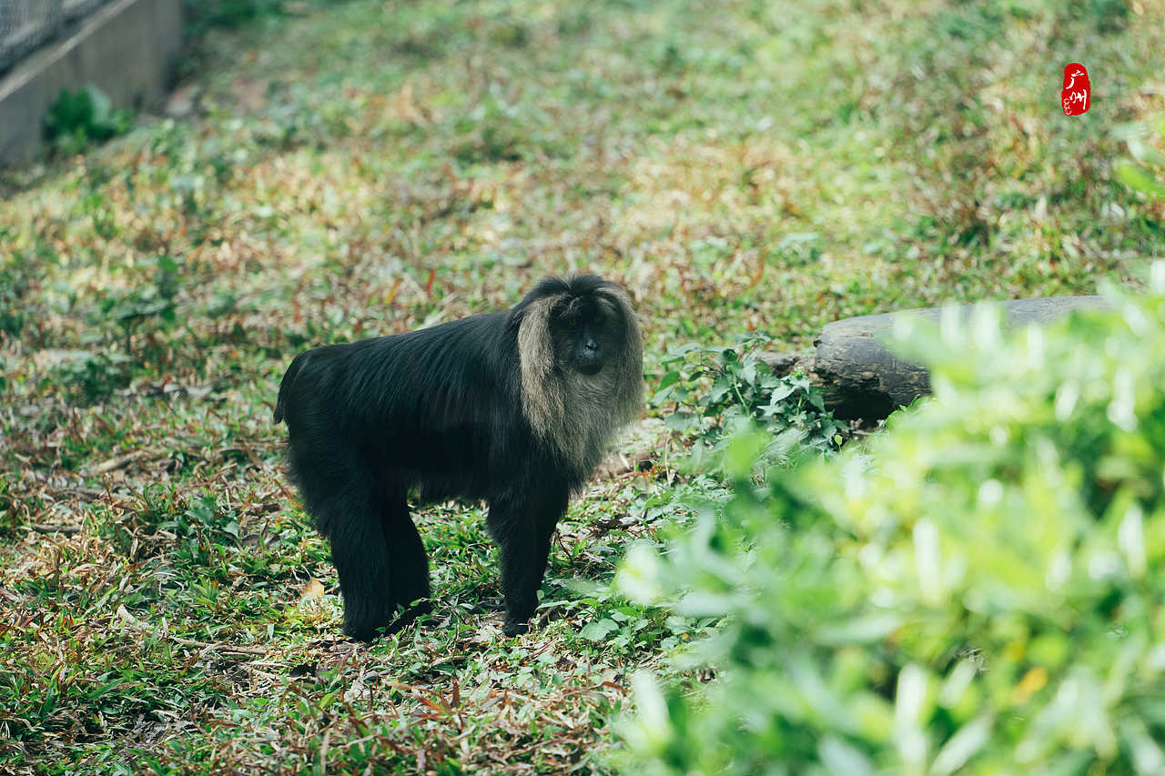 随手拍·广州动物园(兽类)（图ZMzM1ODA3NTI4） - 人文/纪实摄影 - 站酷设计师一晨同学原创素材 - 站酷ZCOOL