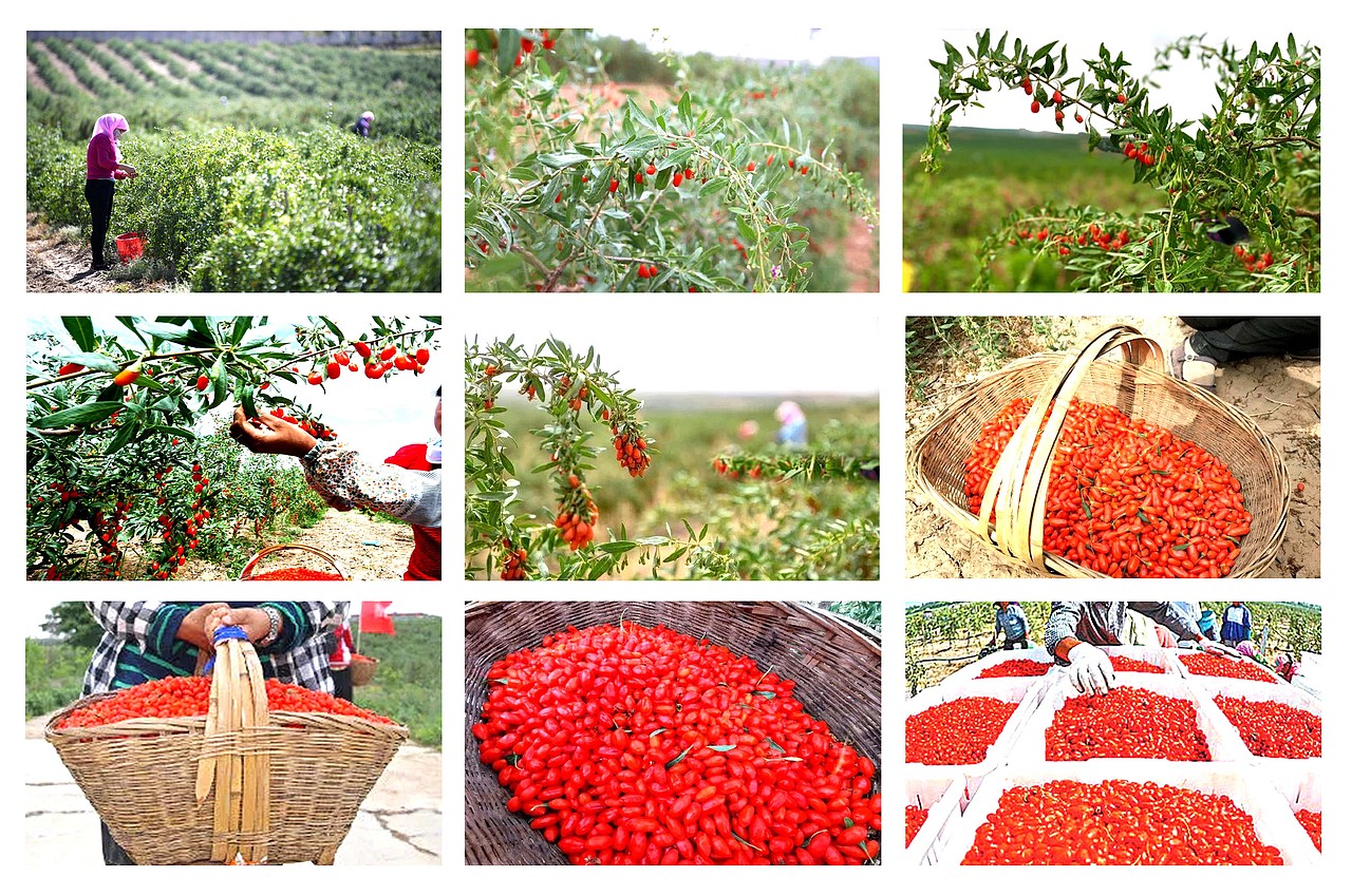 中宁枸杞 ·道地珍品 | 九图品牌设计（图ZMzAyMzE1NjM2） - 商业插画 - 站酷设计师九图品牌设计原创素材 - 站酷ZCOOL