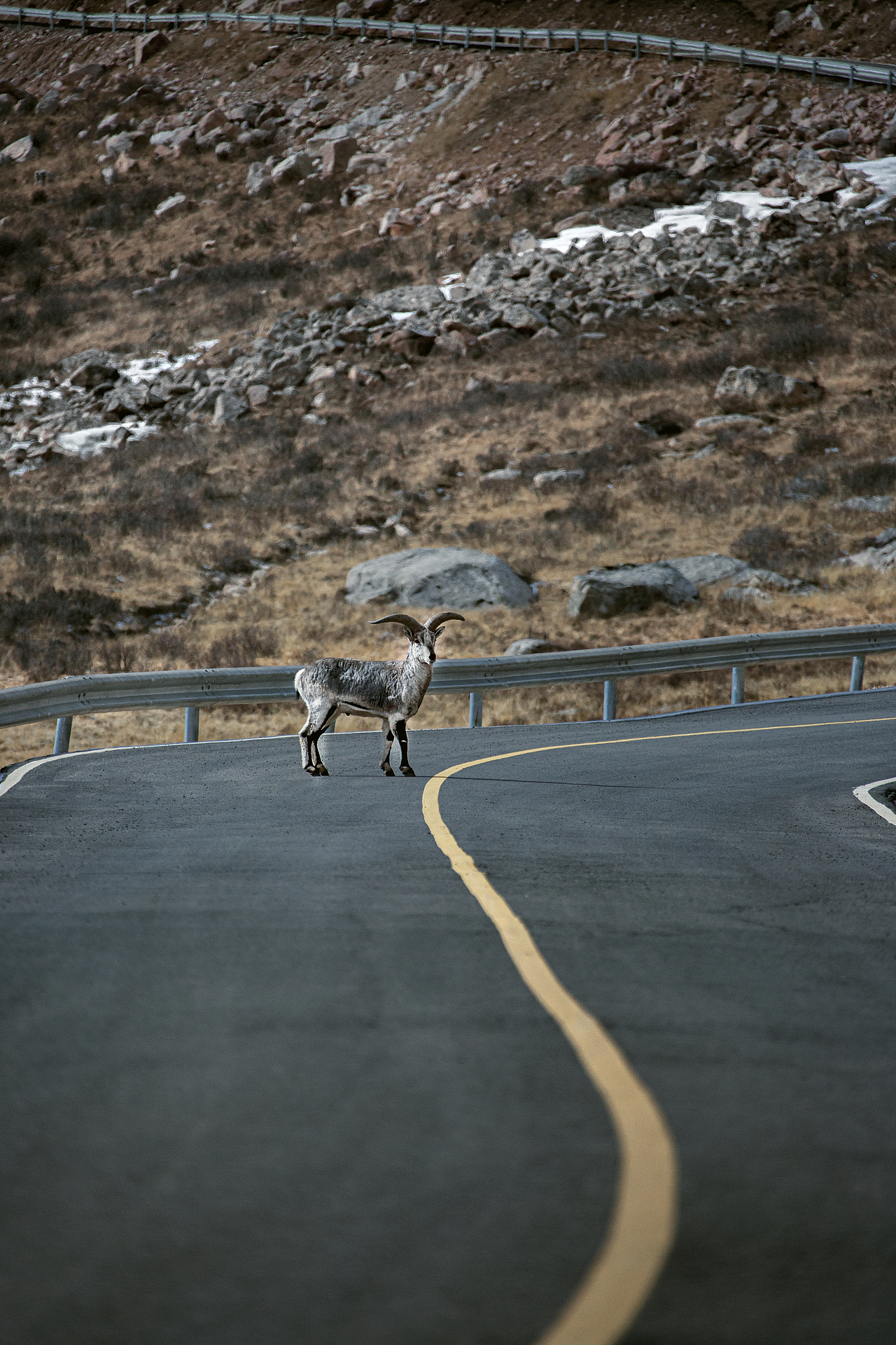 冬——莲宝叶则
