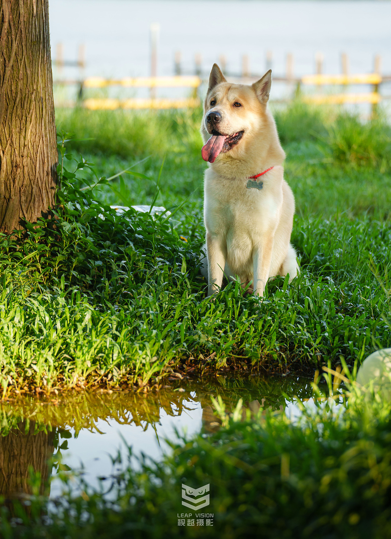 狗狗夏日戶外拍攝（圖ZMzQzMDIwMzc2） - 寵物攝影 - 站酷設(shè)計(jì)師小樣攝影原創(chuàng)素材 - 站酷ZCOOL