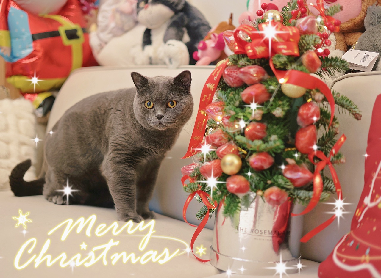 圣诞🎄🐱专题--萌萌小猪咪们（图ZMzU4MzI0MzUy） - 宠物摄影 - 站酷设计师夏夏大西瓜原创素材 - 站酷ZCOOL
