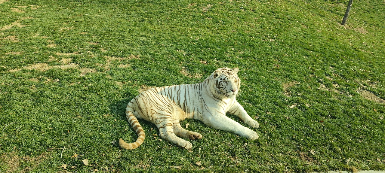 北京野生動物園（圖ZMzM5NjE1ODY4） - 風光攝影 - 站酷設計師矯情設計獅原創(chuàng)素材 - 站酷ZCOOL