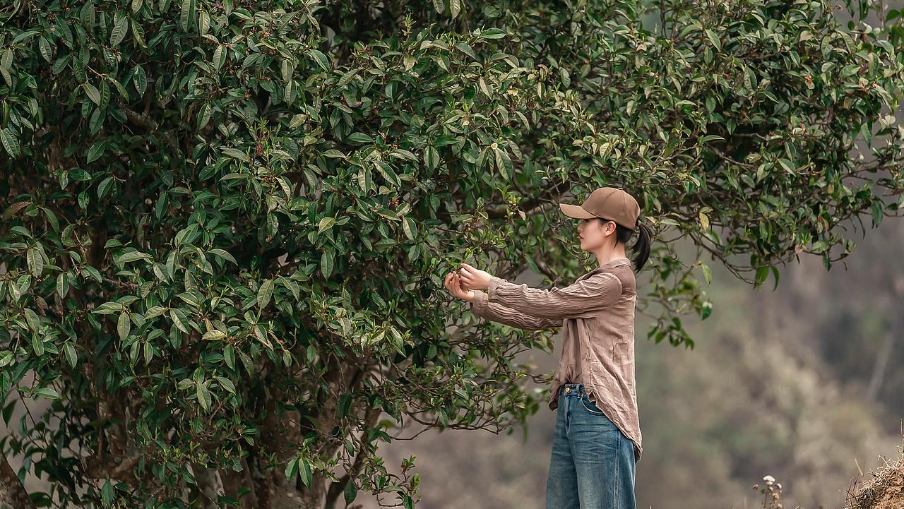 【满果文化×卫汩】卫一方古树茶 守一片赤诚心
