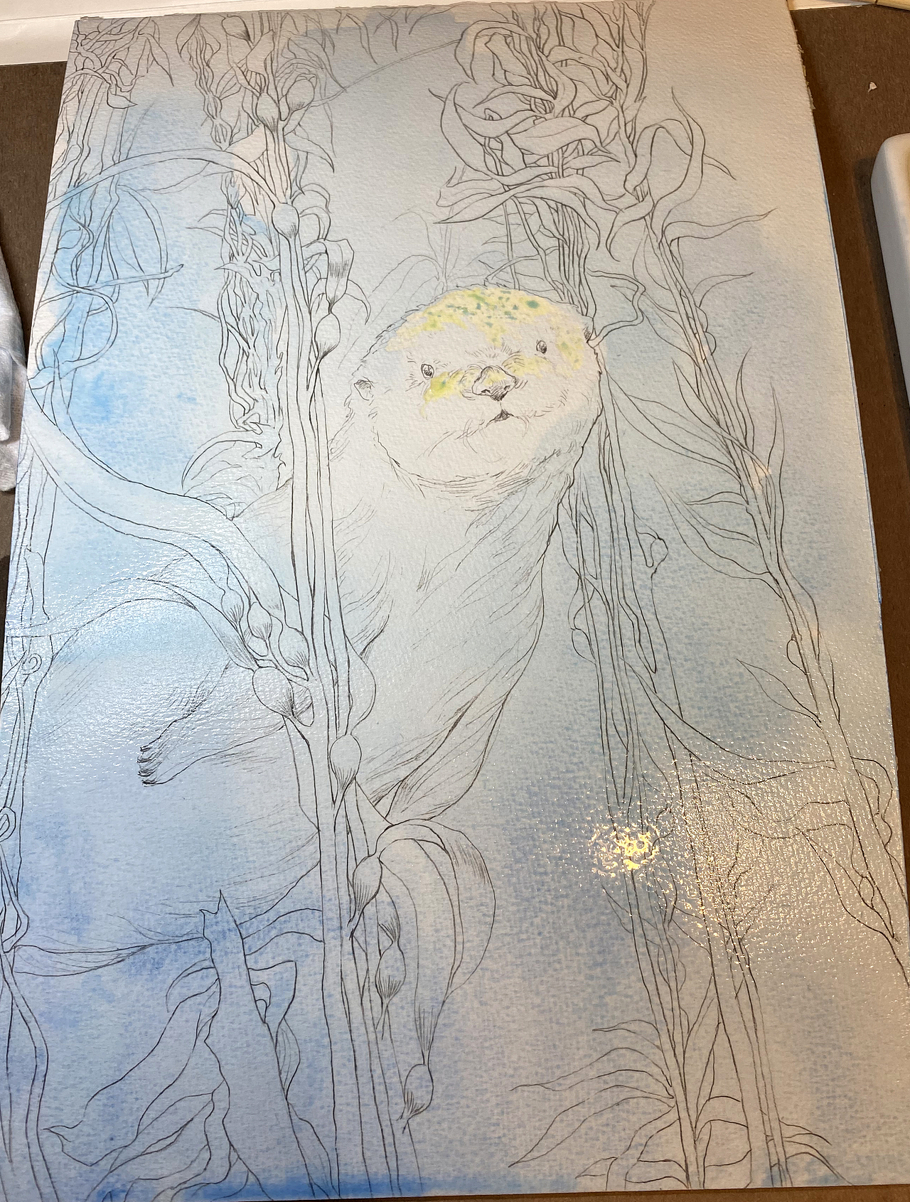 濒危动物系列水彩插画——海獭