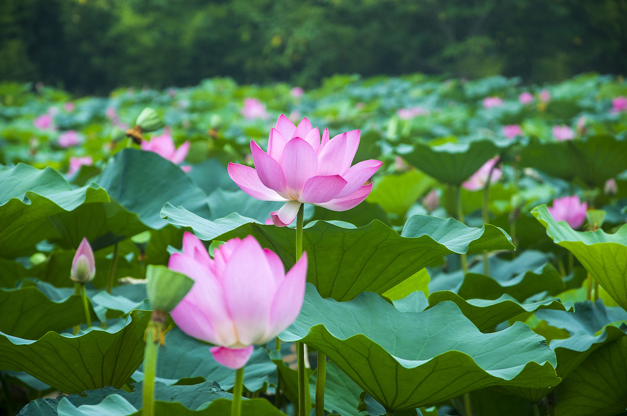 炎炎夏日一抹淡雅之色