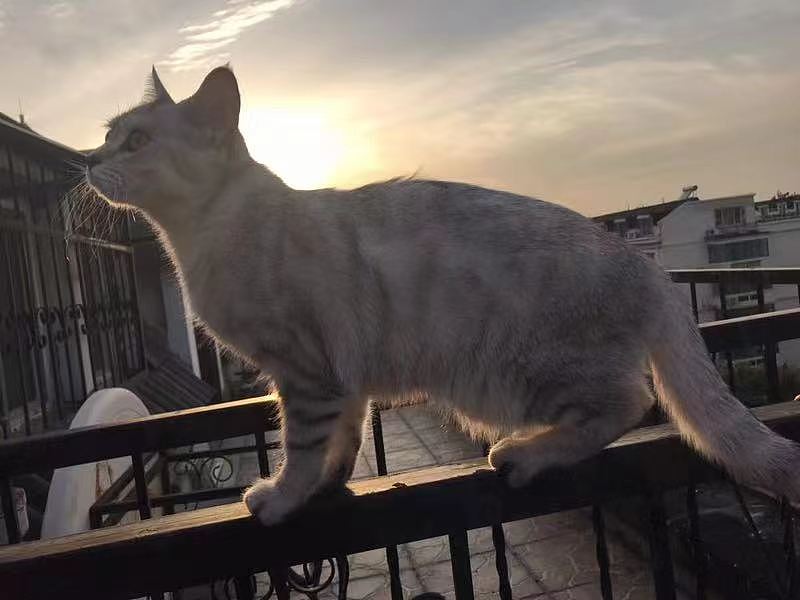 萬物皆有靈性（圖ZMzE0Mzk1MTY4） - 寵物攝影 - 站酷設(shè)計(jì)師大大大大力原創(chuàng)素材 - 站酷ZCOOL