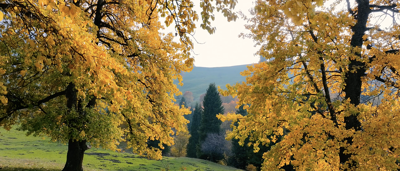 跟着秋天去新疆（图ZMzcwMDE5NTM2） - 宣传片 - 站酷设计师梯度创意原创素材 - 站酷ZCOOL