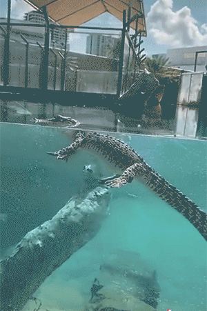 《六角恐龙拜师记》（图ZMzE1MTgyMDY0） - 短篇/格漫 - 站酷设计师瓜里瓜里瓜里原创素材 - 站酷ZCOOL