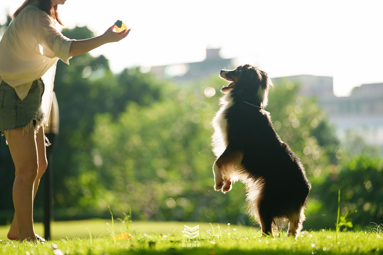 邊牧寵物攝影（圖ZMzQzMDEyOTUy） - 寵物攝影 - 站酷設(shè)計師小樣攝影原創(chuàng)素材 - 站酷ZCOOL